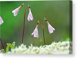 Attēlu rezultāti vaicājumam “Linnaea borealis”