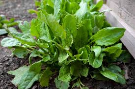 Image result for Sauerampfer