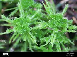 Attēlu rezultāti vaicājumam “Sphagnum squarrosum”