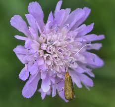 Attēlu rezultāti vaicājumam “Nemophora metallica”