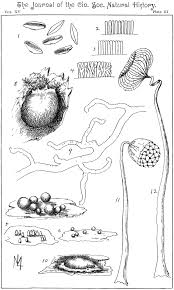 Attēlu rezultāti vaicājumam “Badhamia lilacina plasmodium”