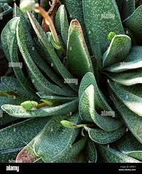 Attēlu rezultāti vaicājumam “Xanthorrhoeaceae”