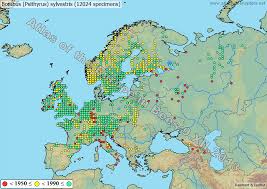 Attēlu rezultāti vaicājumam “Psithyrus sylvestris”
