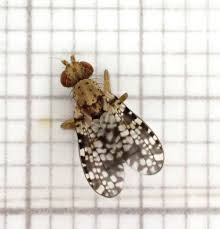 Attēlu rezultāti vaicājumam “Sciomyzidae”