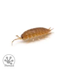 Attēlu rezultāti vaicājumam “Porcellio scaber”