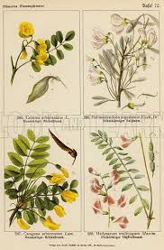 Image result for Colutea arborescens