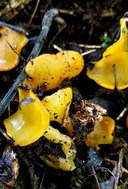 Attēlu rezultāti vaicājumam “Sowerbyella radiculata”