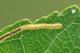 Attēlu rezultāti vaicājumam “Lyonetia clerkella”