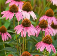 Image result for Echinacea pallida
