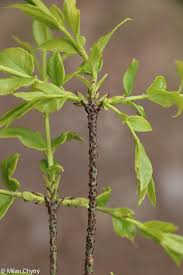 Attēlu rezultāti vaicājumam “Euonymus verrucosus”