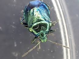 Attēlu rezultāti vaicājumam “Zicrona caerulea nymph”