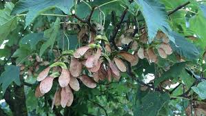 Attēlu rezultāti vaicājumam “Acer pseudoplatanus fruit”