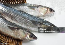 Image result for Chelon labrosus