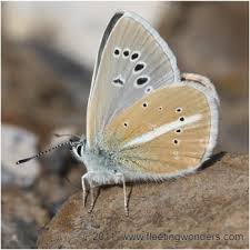 Attēlu rezultāti vaicājumam “Agrodiaetus damon”