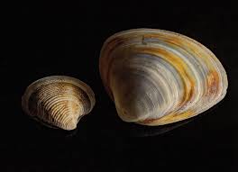 Attēlu rezultāti vaicājumam “Macoma baltica”