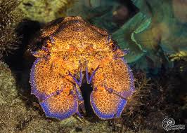 Image result for Scyllarides latus