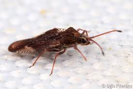 Attēlu rezultāti vaicājumam “Physatocheila smreczynskii”