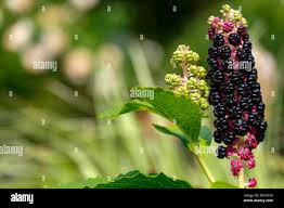 Attēlu rezultāti vaicājumam “Phytolacca acinosa fruit”