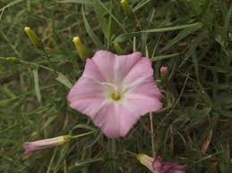 Attēlu rezultāti vaicājumam “Convolvulus arvensis”