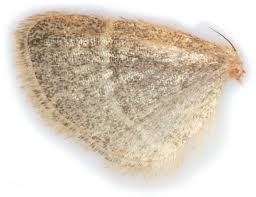 Attēlu rezultāti vaicājumam “Hypsopygia glaucinalis”