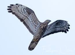 Attēlu rezultāti vaicājumam “Pernis apivorus adult”