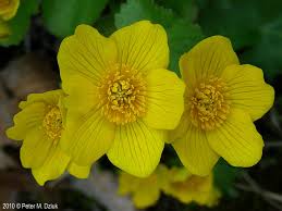 Attēlu rezultāti vaicājumam “Caltha palustris flower”