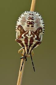 Attēlu rezultāti vaicājumam “Carpocoris purpureipennis”