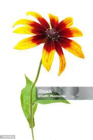 Attēlu rezultāti vaicājumam “Rudbeckia hirta var. hirta flower”