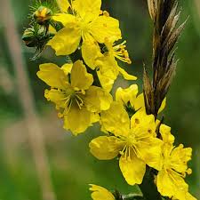 Attēlu rezultāti vaicājumam “Agrimonia eupatoria flower”