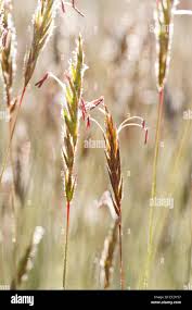 Attēlu rezultāti vaicājumam “Anthoxanthum odoratum flower”