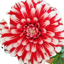 Image result for Dahlia x pinnata `Redskin`