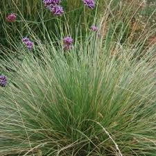 Attēlu rezultāti vaicājumam “Festuca polesica”