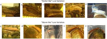 Attēlu rezultāti vaicājumam “Amaurochaete fusiformis”