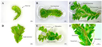 Attēlu rezultāti vaicājumam “Saelania glaucescens sporophyte”