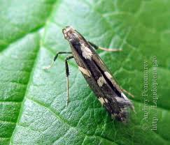 Attēlu rezultāti vaicājumam “Calybites phasianipennella”