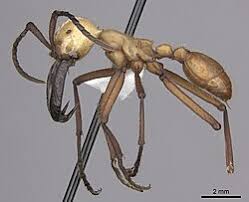 Attēlu rezultāti vaicājumam “Enteridium corticatum”