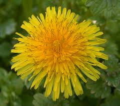 Attēlu rezultāti vaicājumam “Taraxacum officinale aggr. flower”