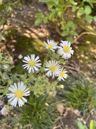 Attēlu rezultāti vaicājumam “Symphyotrichum x salignum flower”