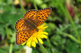Attēlu rezultāti vaicājumam “Argynnis niobe”
