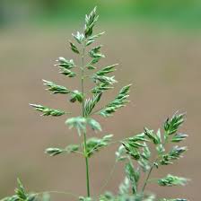 Attēlu rezultāti vaicājumam “Poa pratensis”