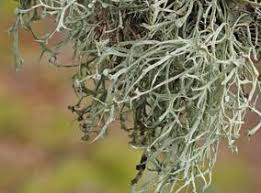 Attēlu rezultāti vaicājumam “Ramalina calicaris”