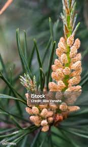 Attēlu rezultāti vaicājumam “Pinus sylvestris male flower”