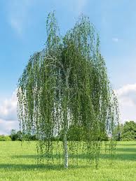 Attēlu rezultāti vaicājumam “Betula pendula”