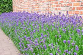 Image result for Lavendel