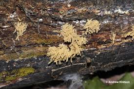 Attēlu rezultāti vaicājumam “Heterotrichia obvelata (syn. Arcyria obvelata)”