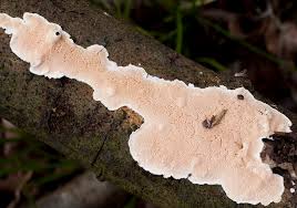 Attēlu rezultāti vaicājumam “Junghuhnia nitida”