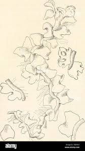 Attēlu rezultāti vaicājumam “Lophozia laxa”