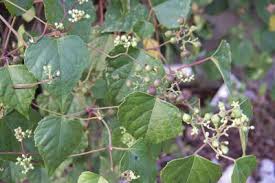 Attēlu rezultāti vaicājumam “Ampelopsis glandulosa var. brevipedunculata”