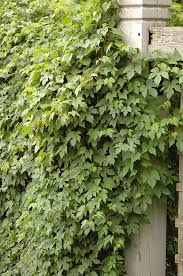 Attēlu rezultāti vaicājumam “Ampelopsis glandulosa var. brevipedunculata”