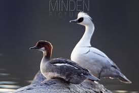 Attēlu rezultāti vaicājumam “Mergus albellus”